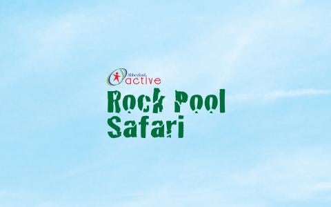 Rock Pool Safari