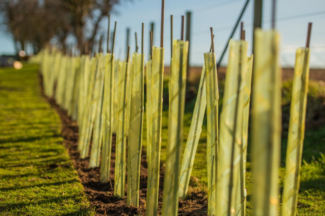 Tree planting initiative at St Andrews Holiday Park