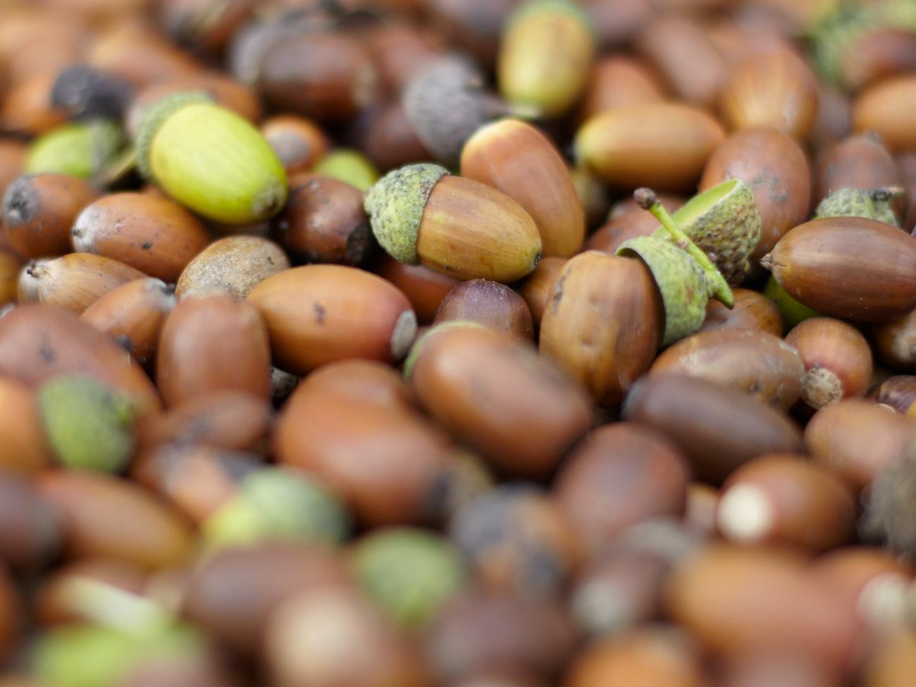 Acorns gathered from Fife